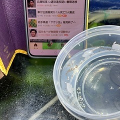 本日採卵したコルレアの卵 おまけの画像