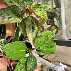 観葉植物　アグラオネマ　ロタンダムトリカラーの画像