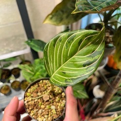 観葉植物　アグラオネマ　ロタンダムトリカラーの画像