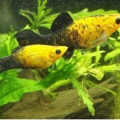 熱帯魚　キャラメルモーリー
