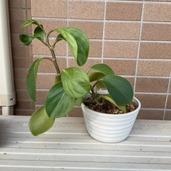 観葉植物　ポトス