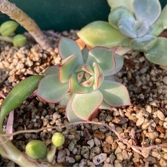 受付中🌵ロータスランプ カット苗