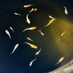 特価！お2人限定:王華20匹以上