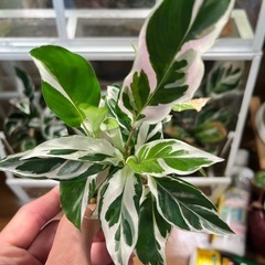 ［残り一株］観葉植物　 カラテア　ホワイトフュージョンの画像