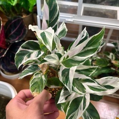 観葉植物　
カラテア　ホワイトフュージョン