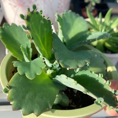 受付中🌵コダカラソウ 子株