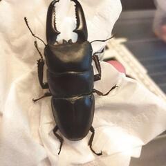 ツシマヒラタクワガタ♂♀♀3頭 セット