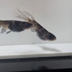 メダカの画像