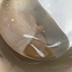 メダカの画像