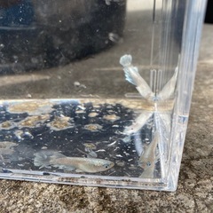 メダカの画像