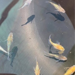 メダカの画像