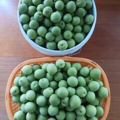 梅　今朝採れ　
