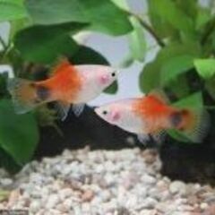 熱帯魚　ハイフィンプラティ