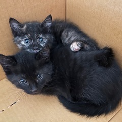 里親募集🐱男の子と女の子