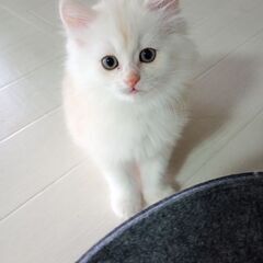 オスのペルシャ猫の子猫