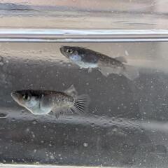 ミッドナイトフリル漆黒メダカ　1ペア+ダルマセット