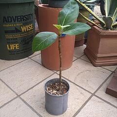 フィカスアルテシーマ　観葉植物の画像