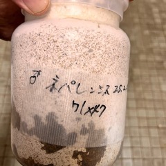 ネパレンシスコクワガタ幼虫6頭