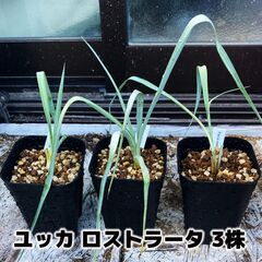 ユッカ ロストラータ Yucca rostrata 3株 実生1...