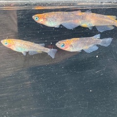 五式タイプR 稚魚　20匹