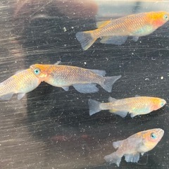 五式タイプR 稚魚　20匹の画像