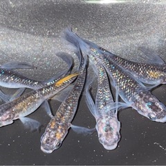 ★宮桜松井ヒレ長🐟6匹セット　産卵中