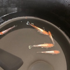 レッドクリフ紅白　　　幼魚〜若魚の画像