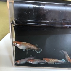 レッドクリフ紅白　　　幼魚〜若魚