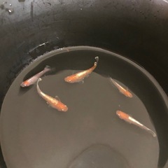レッドクリフ紅白　　　幼魚〜若魚の画像