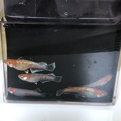 レッドクリフ紅白　　　幼魚〜若魚の画像