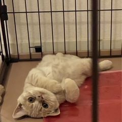 血統のある愛らしい子猫くんです。