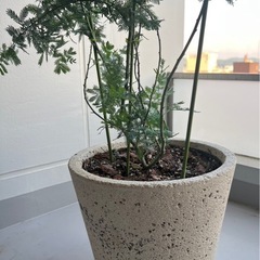 ミモザの木　鉢植え①の画像