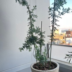 ミモザの木　鉢植え①