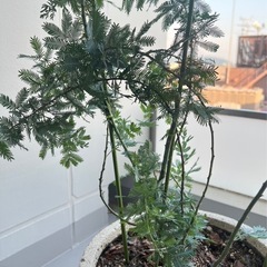 ミモザの木　鉢植え①の画像