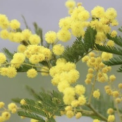 ミモザの木　鉢植え①の画像