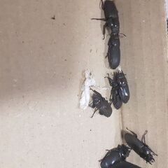 コクワガタ(メス)新成虫①