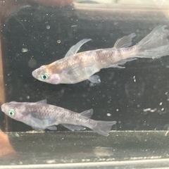 和墨×コブラ　稚魚　20匹