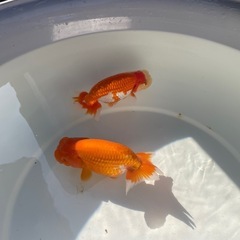 🐟残り２匹🔥ランチュウ🐟