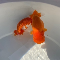 🐟残り２匹🔥ランチュウ🐟の画像