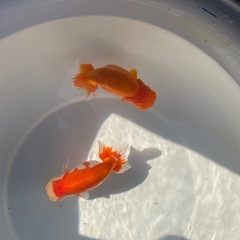 🐟残り２匹🔥ランチュウ🐟の画像