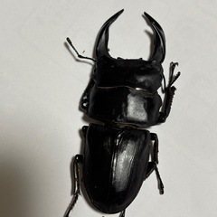 オオクワガタ　♂66ミリ♀46ミリペア　　の画像