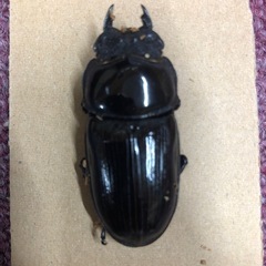 オオクワガタ　♂66ミリ♀46ミリペア　　の画像