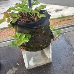 いちご苗の画像