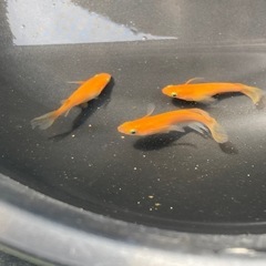 プロミネンス　稚魚　10匹