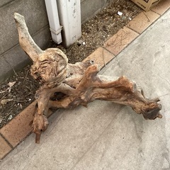 流木？