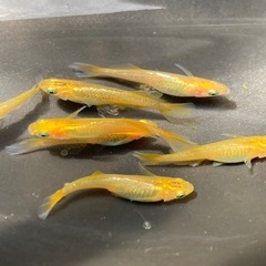 レモンスカッシュ　稚魚20匹