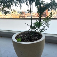 ミモザの木　鉢植え②の画像