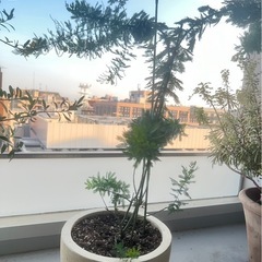 ミモザの木　鉢植え②