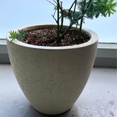 ミモザの木　鉢植え②の画像