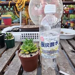 多肉植物　春萌の画像